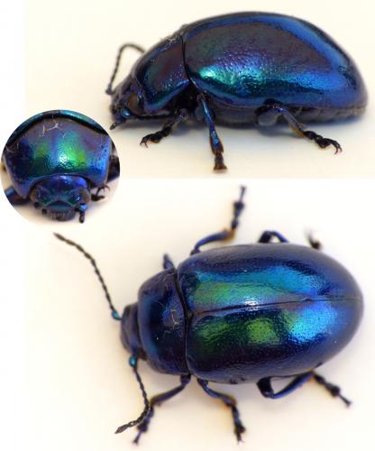Chrysolina coerulans