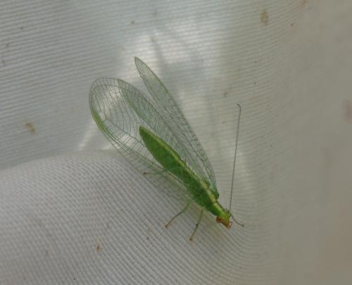 Réf. 169 209 : Chrysoperla sp.