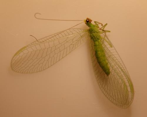 Chrysoperla sp.