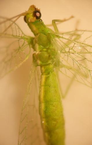 Chrysoperla sp.