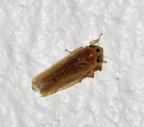 Phlogotettix cyclops