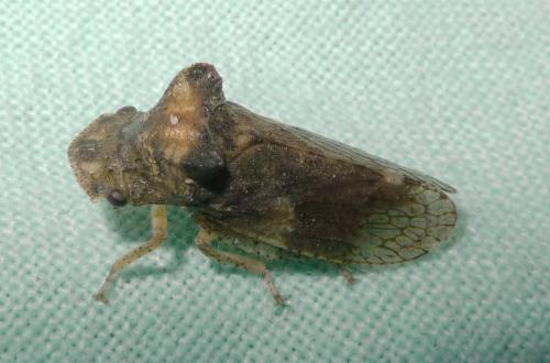 Ledra aurita