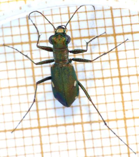Réf. 169 742 : Cylindera germanica