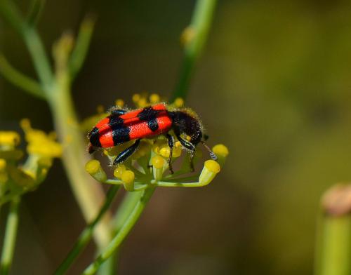 Trichodes apiarius