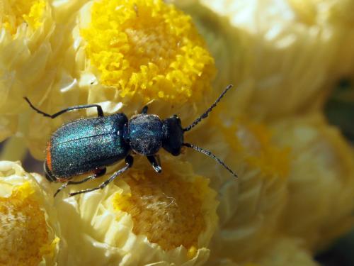 Ceratistes dentifrons