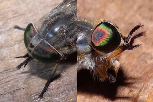 Réf. 169 014 : Tabanus cordiger