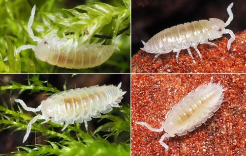 Réf. 169 409 : Porcellio spinicornis