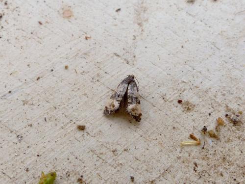Cochylis atricapitana