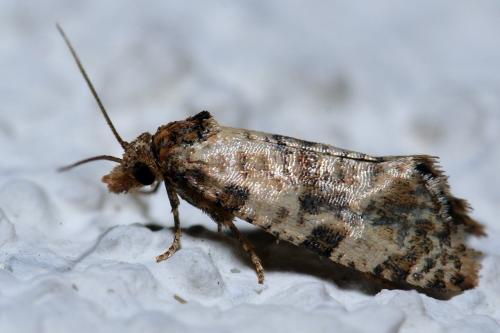 Cochylis (atricapitana-molliculana)