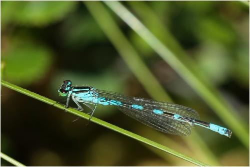 Réf. 169 708 : Coenagrion hastulatum