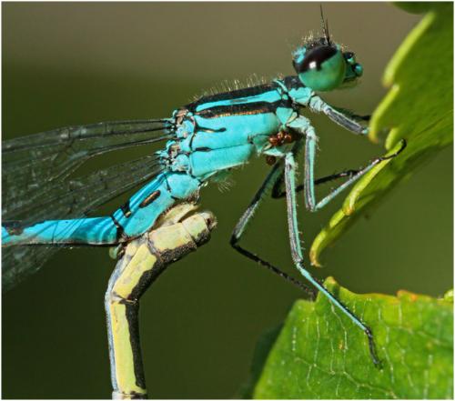 Coenagrion hastulatum