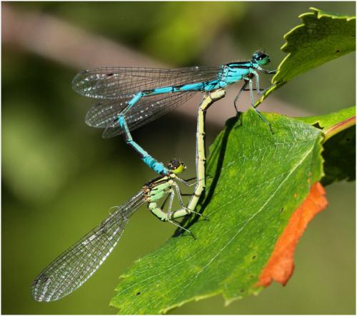 Coenagrion hastulatum
