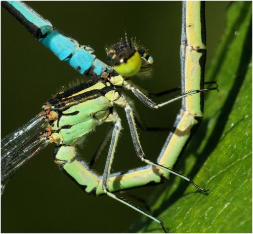 Coenagrion hastulatum