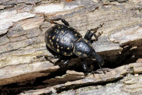 Liparus germanus