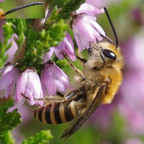 Réf. 169 161 : Colletes sp.