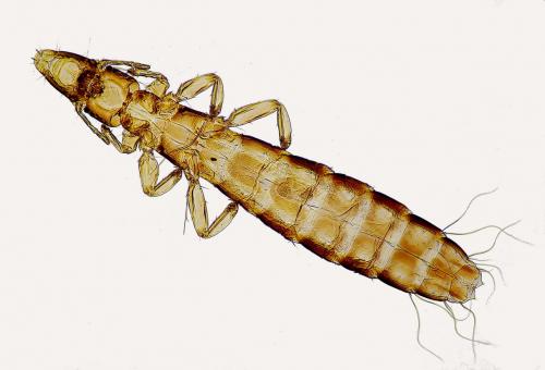Columbicola columbae