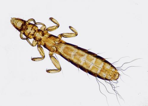 Columbicola columbae