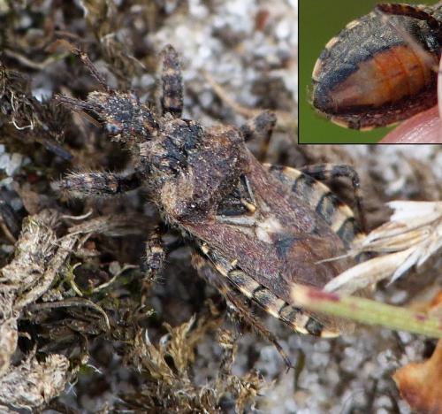 Réf. 169 007 : Coranus griseus