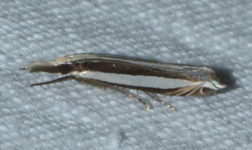 Angustalius malacellus