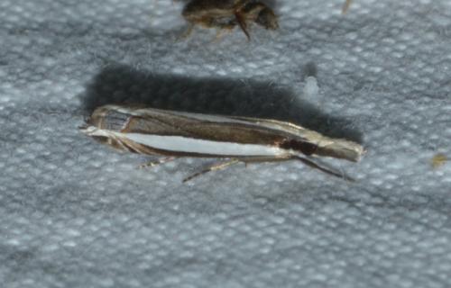 Angustalius malacellus