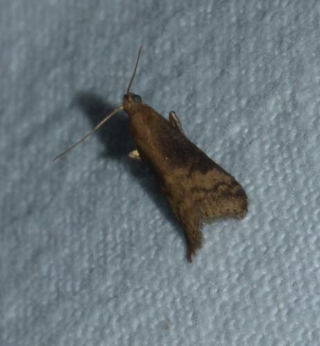 Euzophera fuliginosella