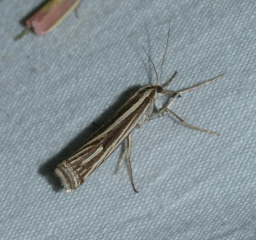 Ancylolomia sp.