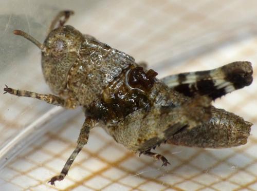 Réf. 169 544 : Oedipoda sp.