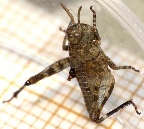 Réf. 169 551 : Oedipoda sp.
