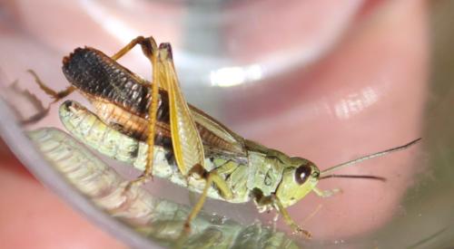 Réf. 169 831 : Stauroderus scalaris scalaris