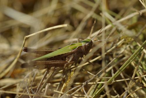 Omocestus rufipes