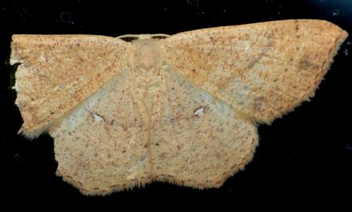 Réf. 169 085 : Cyclophora ruficiliaria