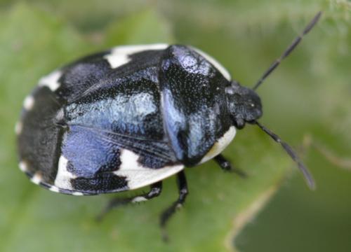 Tritomegas sexmaculatus