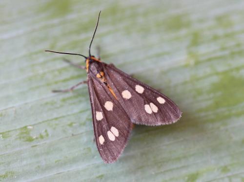Dysauxes punctata