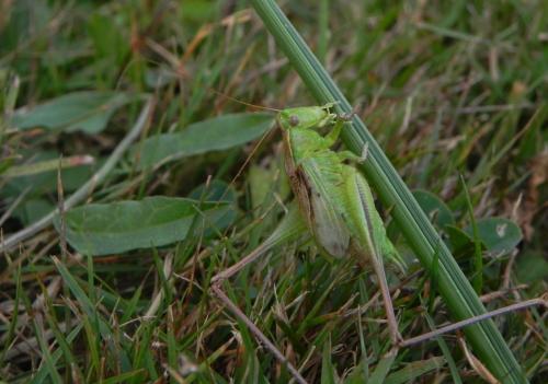 Bicolorana bicolor
