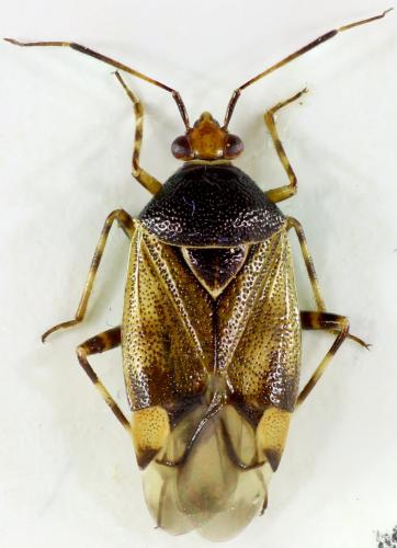 Deraeocoris flavilinea