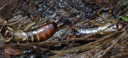 Forficula auricularia