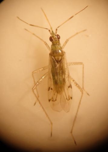 Dicyphus tamaninii