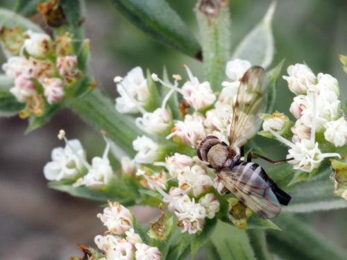 Tetanops flavescens