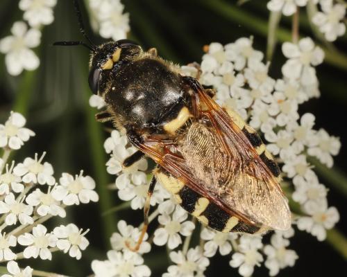 Réf. 169 327 : Stratiomys singularior