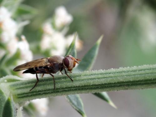 Tetanops flavescens
