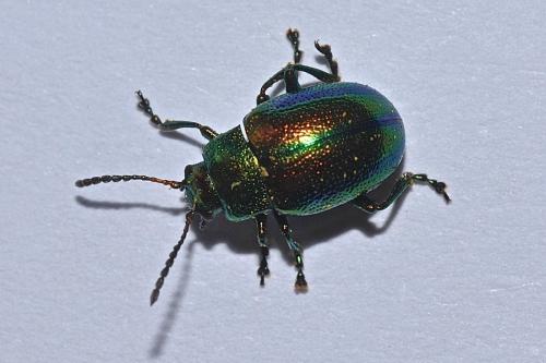 Chrysolina fastuosa