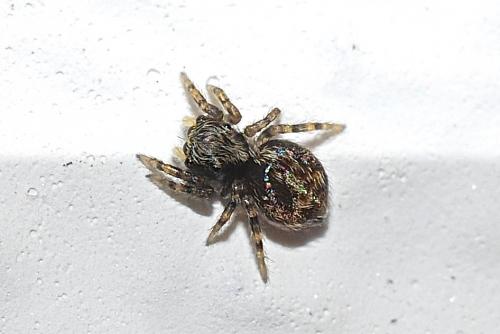 Pseudeuophrys lanigera