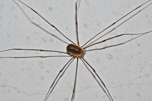 Réf. 169 227 : Opilio canestrinii
