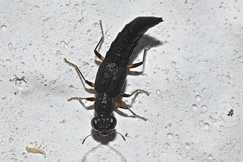 Stenus sp.