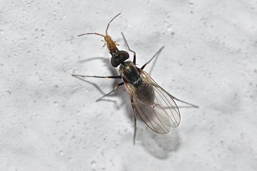 Medetera sp.
