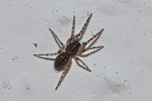 Réf. 169 612 : Segestria sp.
