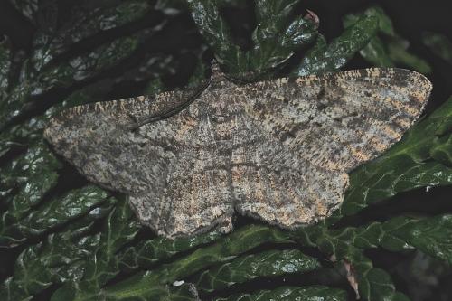 Peribatodes rhomboidaria