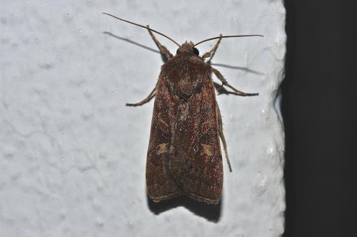 Xestia xanthographa