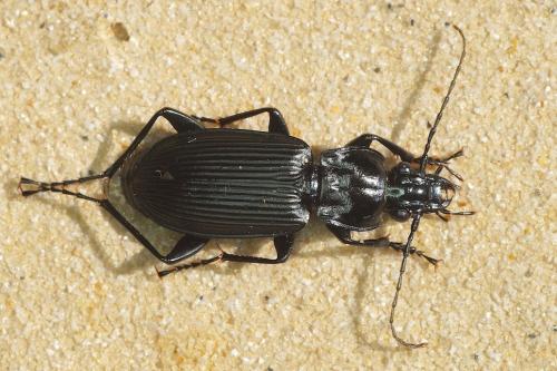 Pterostichus niger