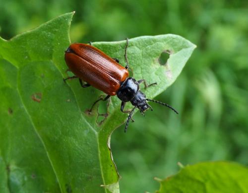 Réf. 169 178 : Omophlus lepturoides
